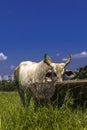 Herd of zebu Nellore animals in a pasture area of a beef cattle farm