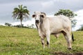 Herd of zebu Nellore animals in a pasture area