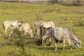 Herd of zebu Nellore animals in a pasture area of a beef cattle farm