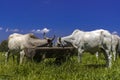 Herd of zebu Nellore animals in a pasture area of a beef cattle farm