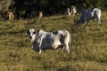 Herd of zebu Nellore animals in a pasture area of a beef cattle farm