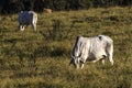 Herd of zebu Nellore animals in a pasture area of a beef cattle farm