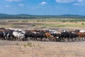 Herd of zebus walking in Tanzania