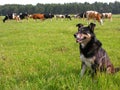 herder Royalty Free Stock Photo