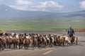 Herder and his sheep on the road, Turkey Royalty Free Stock Photo