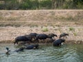 Herder rounding up him buffalo from the canal