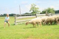 Herder of sheep Royalty Free Stock Photo