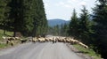 Sheeps on Prislop pass in Romania