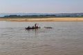 Swimming cows are herded across the Irrawaddy river in Myanmar Royalty Free Stock Photo