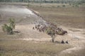 Herding braham cattle on the flood plains near the gulf of Carpentaria