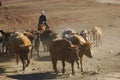 Herding cattle Royalty Free Stock Photo