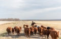 Herding cattle down a dirt road