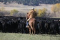 Herding Cattle to Fresh Pastures