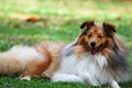 Herding Dog Royalty Free Stock Photo