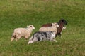 Herding Dog Behind Group of Sheep Ovis aries Royalty Free Stock Photo