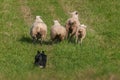 Herding Dog Behind Lined Up Sheep Ovis aries Royalty Free Stock Photo
