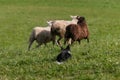 Herding Dog Behind Three Sheep Ovis aries Royalty Free Stock Photo