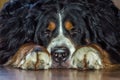 The herding dog breed Berner Sennenhund with black shaggy hair with white spots on the neck Royalty Free Stock Photo