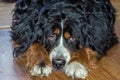 The herding dog breed Berner Sennenhund with black shaggy hair with white spots on the neck Royalty Free Stock Photo