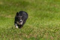 Herding Dog Intent on Job Royalty Free Stock Photo