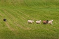 Herding Dog Lines Up Sheep Ovis aries Royalty Free Stock Photo