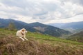 Herding dog in a pasture in the mountains Royalty Free Stock Photo