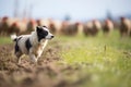 herding dog pausing as sheep graze nearby