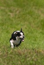 Herding Dog Runs In Field with Copy Space Royalty Free Stock Photo