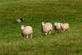 Herding Dog Runs In Four Sheep Ovis aries Royalty Free Stock Photo