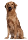 Herding dog sitting Royalty Free Stock Photo