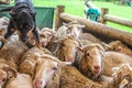 Herding dog standing on top of dirty wet sheep in a pen after he has brought them in from the paddock in Australia - selective Royalty Free Stock Photo