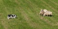 Herding Dog Walks Towards Group of Sheep Ovis aries Royalty Free Stock Photo