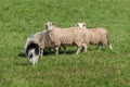 Herding Dog Walks Up on Group of Sheep (Ovis aries) Royalty Free Stock Photo