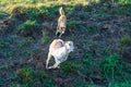 Herding dog working with the running goat on the field Royalty Free Stock Photo