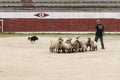 Herding dog working sheep Royalty Free Stock Photo