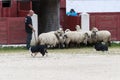 Herding dog working sheep Royalty Free Stock Photo