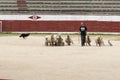 Herding dog working sheep Royalty Free Stock Photo