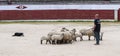 Herding dog working sheep Royalty Free Stock Photo