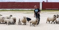 Herding dog working sheep Royalty Free Stock Photo