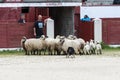 Herding dog working sheep Royalty Free Stock Photo