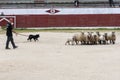 Herding dog working sheep Royalty Free Stock Photo