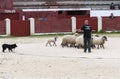 Herding dog working sheep Royalty Free Stock Photo