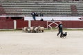 Herding dog working sheep Royalty Free Stock Photo