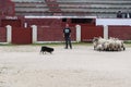 Herding dog working sheep Royalty Free Stock Photo