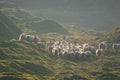 Herding the flock Royalty Free Stock Photo