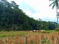 herding goats in Lebak, Banten, Indonesia Royalty Free Stock Photo