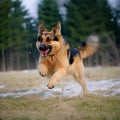 herding instincts in dogs Royalty Free Stock Photo