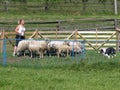 Herding sheep Royalty Free Stock Photo