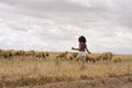 Herding Sheep Royalty Free Stock Photo