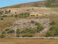 Herding sheep Royalty Free Stock Photo